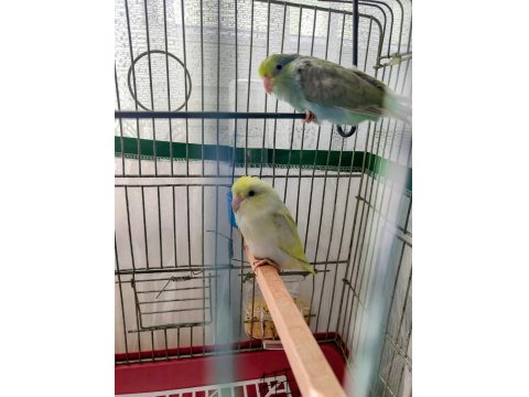 Turkuaz Forpus Papağanı Bebekler