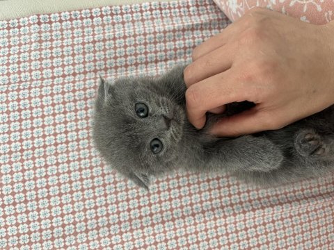 Scottish British 44 Günlük