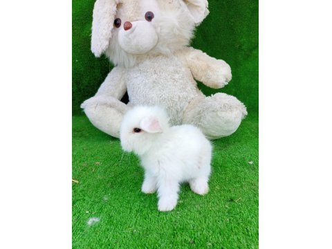 Hollanda Teddy Lop Tavşan Yavrulari Gönderim Yapılır