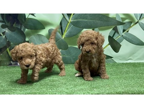 Toy Poodle Yavru