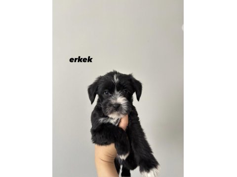 45 Günlük Morkie Yavruları - Evden Sağlıklı Bebekler