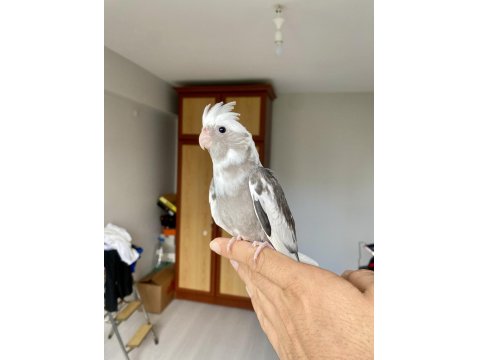 Bebek Sultan Papağanlar