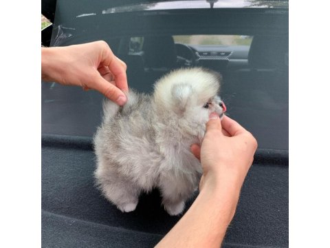 %100 Orjinal Ayı Surat Pomeranian Yavruları