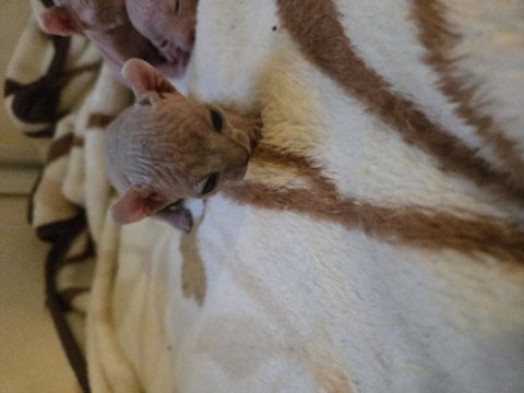 Şecereli Annenin Tatlı Elf Sphynx Yavruları