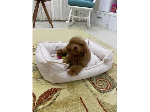 4 Aylık Dişi Toy Poodle