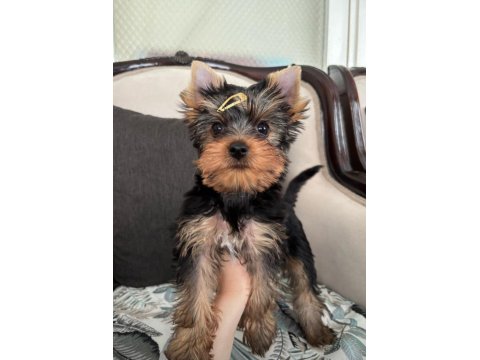 Portekiz'li Babadan Üst Kalite Yorkshire Terrier Yavrular