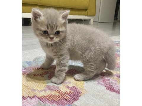 Pek Yakışıklı British Shorthair Oğlumuz