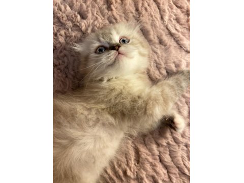 Scottish Fold Pamuğumuz Yeni Yuvasını Arıyor!