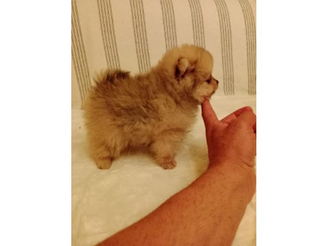 Ömürlük Irk Garantili Pomeranianlar