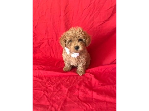 Mini Poodle Yavrular