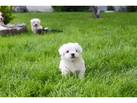 T-Cup Maltese Terrier Yavrularımız