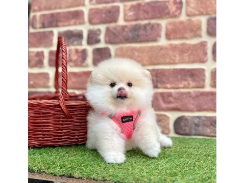 Pomeranian Boo Teddy Bear Gerçek Ayıcıklar