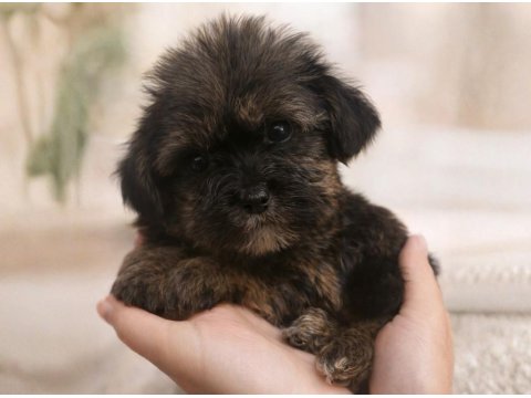 Shih Tzu Dişi Erkek Yavrular Özel Renk Mevcut