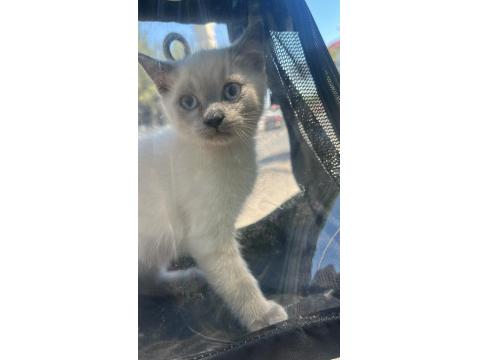 British Shorthair Blue Point