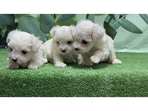 Gönderim İmkanı İle Maltese Yavru Köpekler