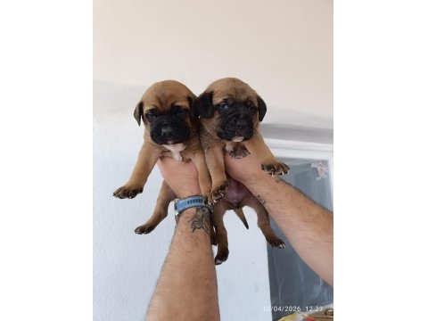Cane Corso Irk Ve Sağlık Garanti Bebekler