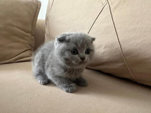 British Ve Scottish Yavru Kedilerimiz