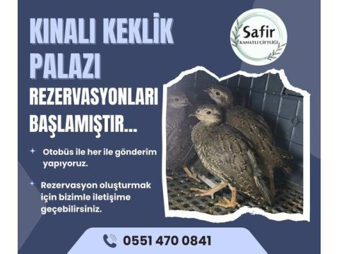 Keklik Yavrusu Bulunmaktadır