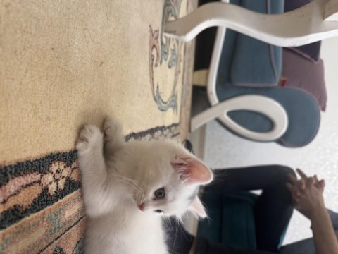 Pamuk British Kızım Yeni Yuvasını Bekliyor