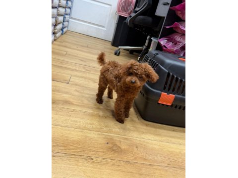 Micro Teddy Lekesiz Dişi Poodle
