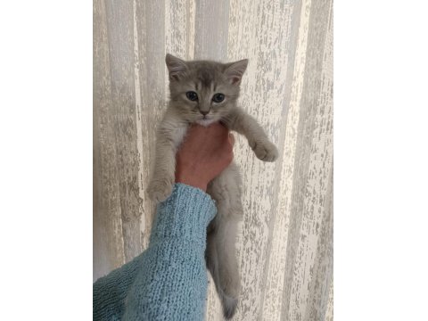 3 Yakışıklı British Shorthair Yavrumuz Oyuncu Ve Sevgi Dolular