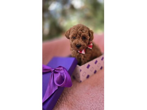 Yavru Poodle Köpekler Sağlık Ve Irk Garantilidir