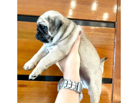 Dünya Tatlısı Pug Köpeği Yavruları