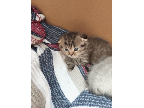 Yeni Yavru Kediler Asil Ve Çok Uygun