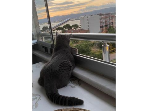 Sevimli British Shorthair Kızımız İçin Yuva Arıyoruz