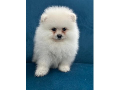 Bize Danışmadan Pomeranian Almayın