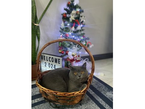 Acil Sahiplendirme British Kedimiz 4 Yaşında