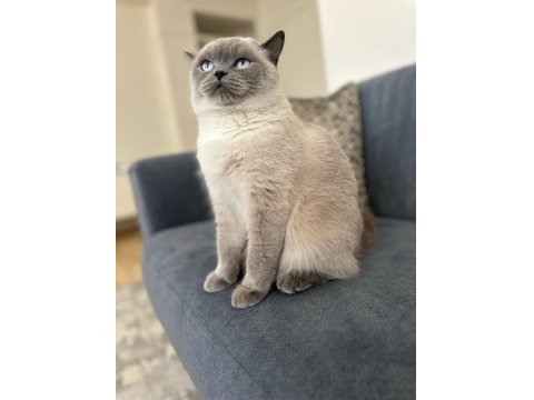 1,5 Yaşında Kısırlaştırılmış British Shorthair Kızımız