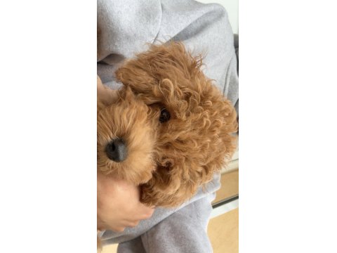 Toy Poodle 2,5 - 3 Aylık
