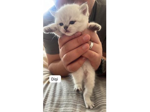 Sıcak Yuvasını Arayan Sevimli Mavi Gözlü Boncuk Kediler