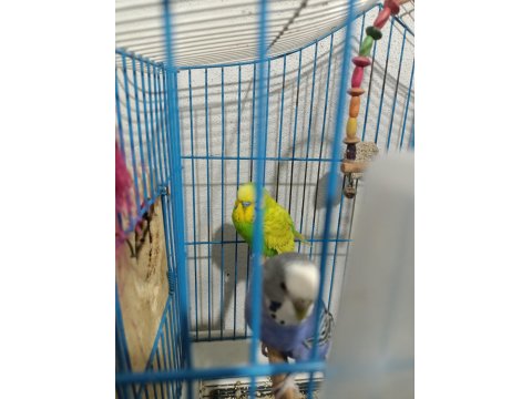 Sadece 4 Adet Muhabbet Kuşumuz Kaldı