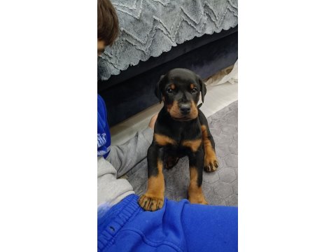 Europan Doberman Yavruları