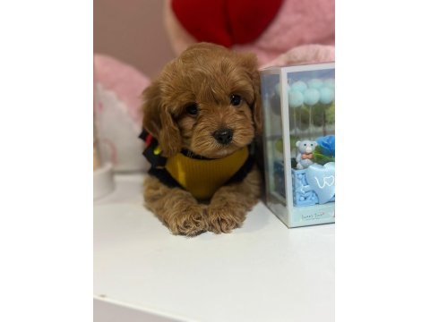 Harika Koyu Kahve Maltipoo Bebeğimiz