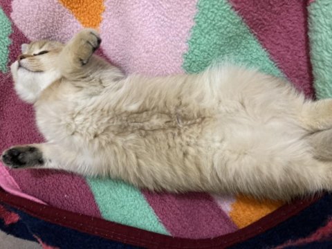 British Shorthair Prenses Manolya