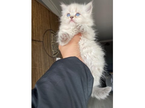 Prenslerim British Longhair