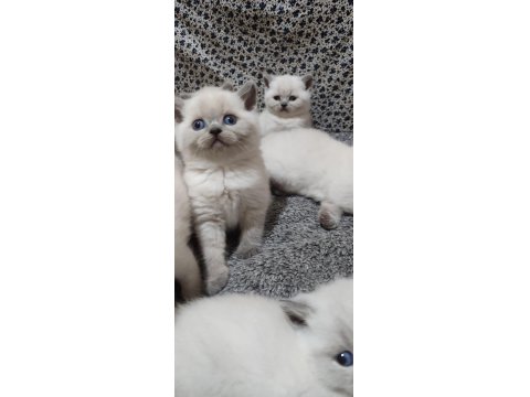 Erkek Ve Dişi Blue Point British Shorthair Bebekler