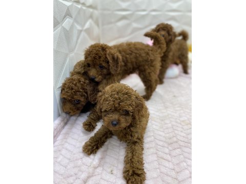 Erkek Dişi Toy Poodle Yavrularımız