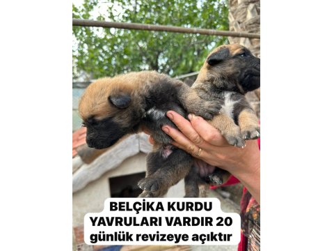 A Kalite Belçika Kurdu (Malinois) Son Yavrular