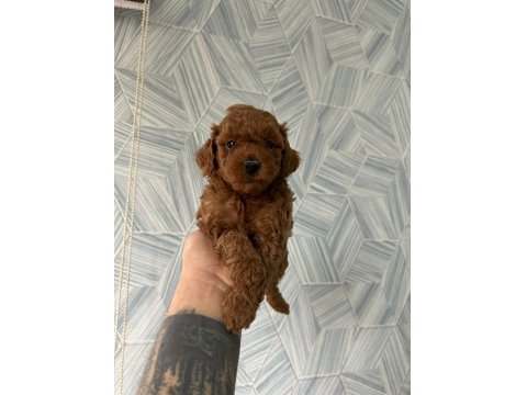 Toy Poodle Yavrularımız Sağlık Garantili