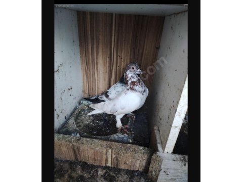 Kırmızı Şallı Erkek Tip Güvercin