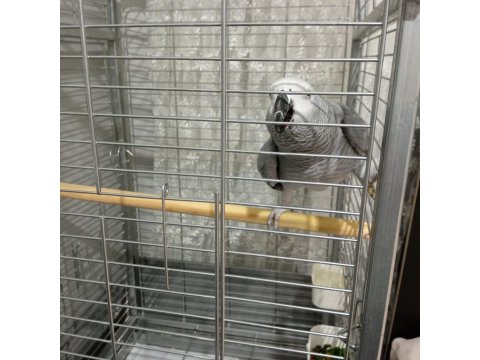 Jako Papağanı 2 Yaşında