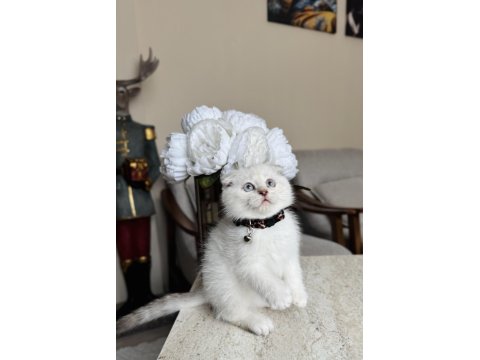 Scottish Fold Silver Point