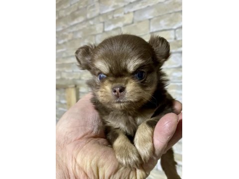 Çok Tatlı Minik Şivava (Chihuahua)