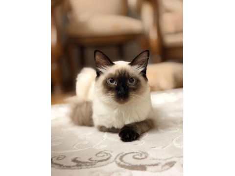 Siyam Kedilerimizi Sahiplendirmek İstiyoruz