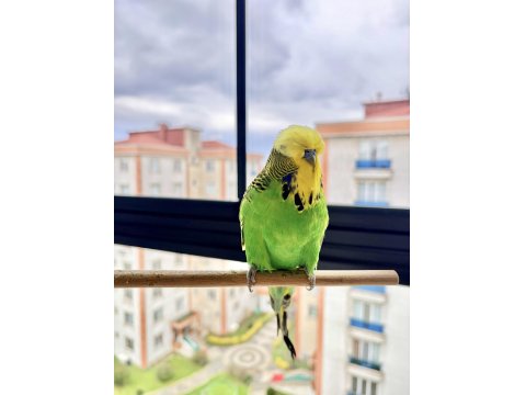 25Li Jumbo / Show Jumbo Takım Muhabbet Kuşlar