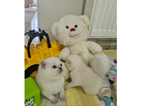 Maviş Scottish Kedim